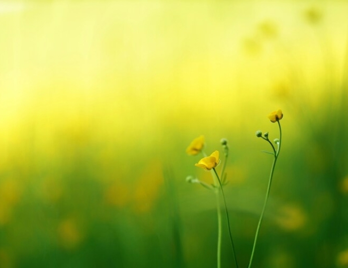 Программа лечения Оздоровительная - Лечебные программы - Санаторий «им. Лермонтова» Пятигорск